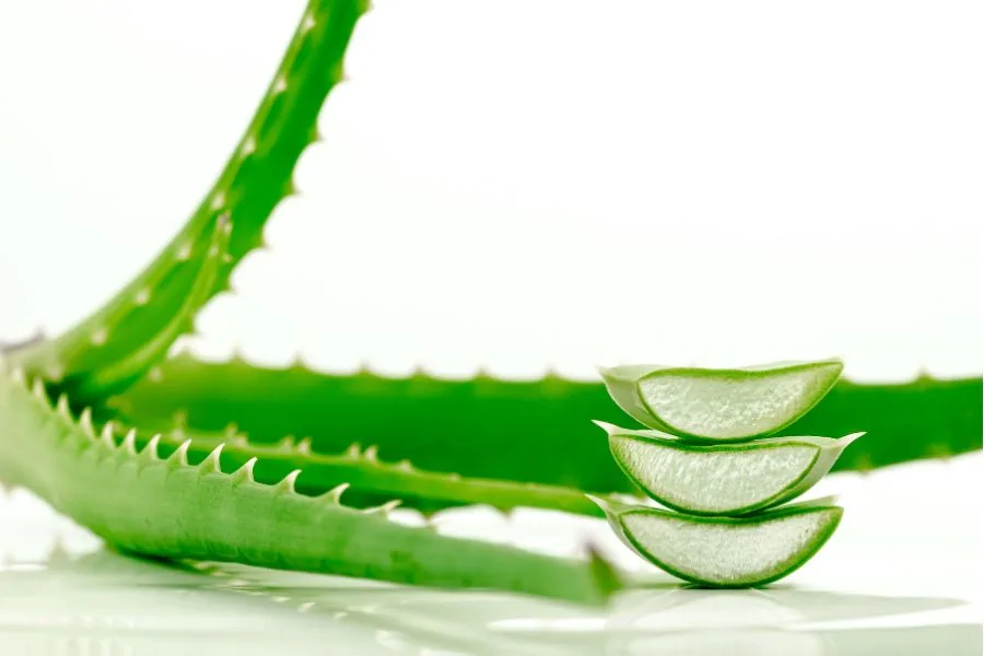 Aloe vera 3